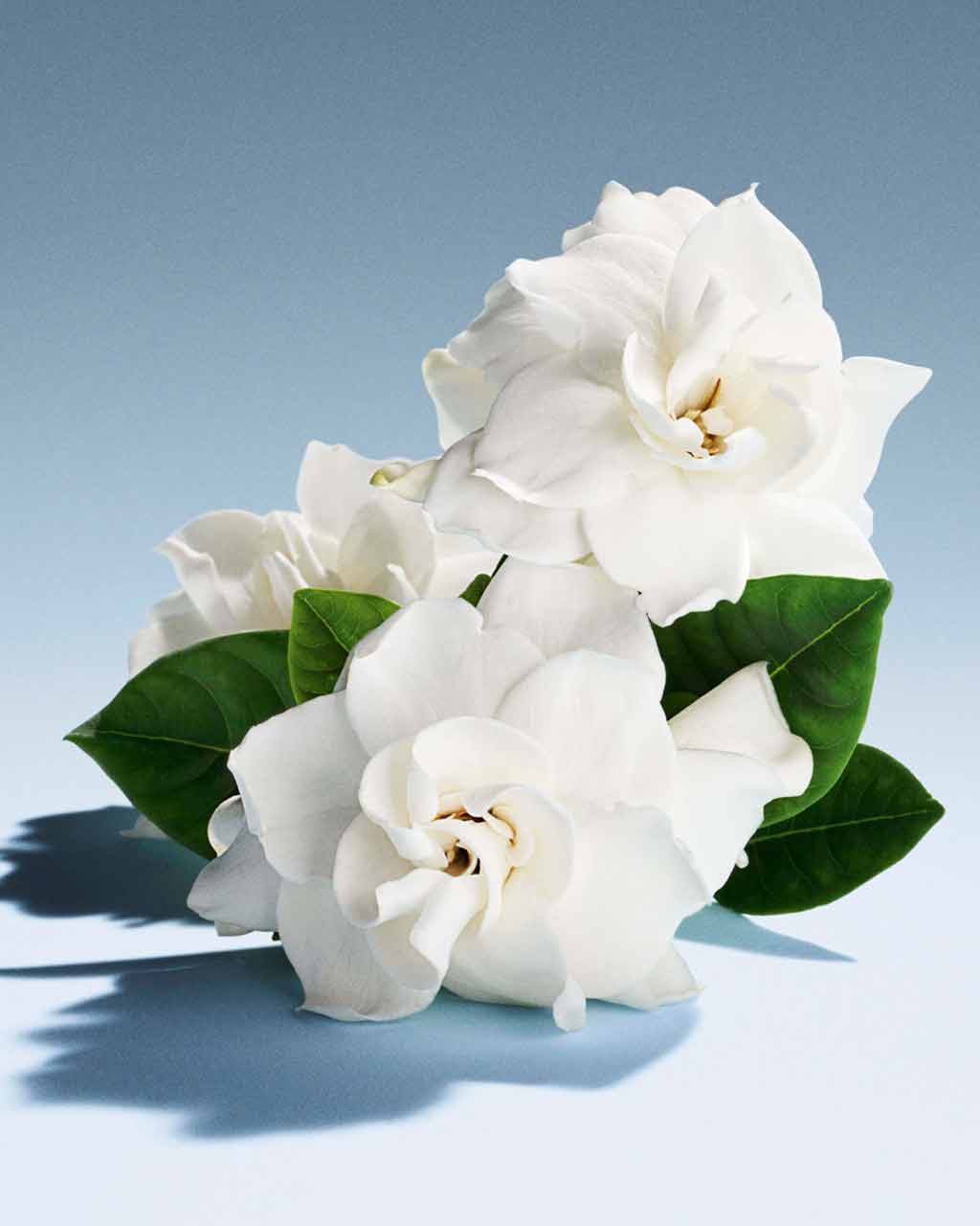 Miu Miu perfume with colorful cassette tapes